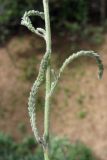 Achillea micrantha