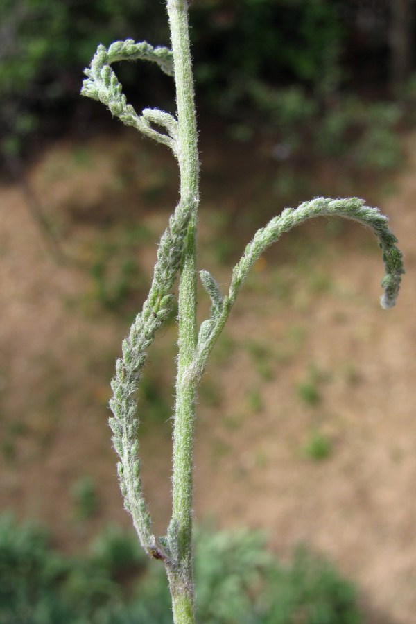 Изображение особи Achillea micrantha.