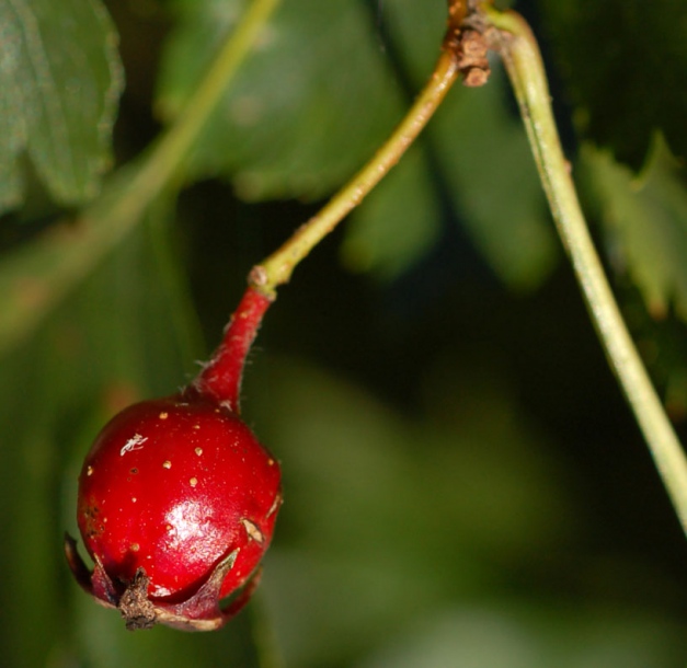 Image of Crataegus pinnatifida specimen.