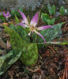 Erythronium sibiricum. Цветущее растение. Великобритания, Шотландия, Эдинбург, Royal Botanic Garden Edinburgh. 4 апреля 2008 г.