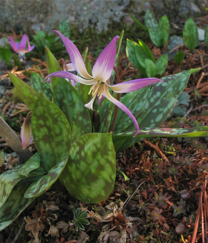 Изображение особи Erythronium sibiricum.