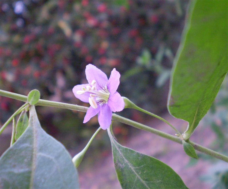 Изображение особи Lycium barbarum.