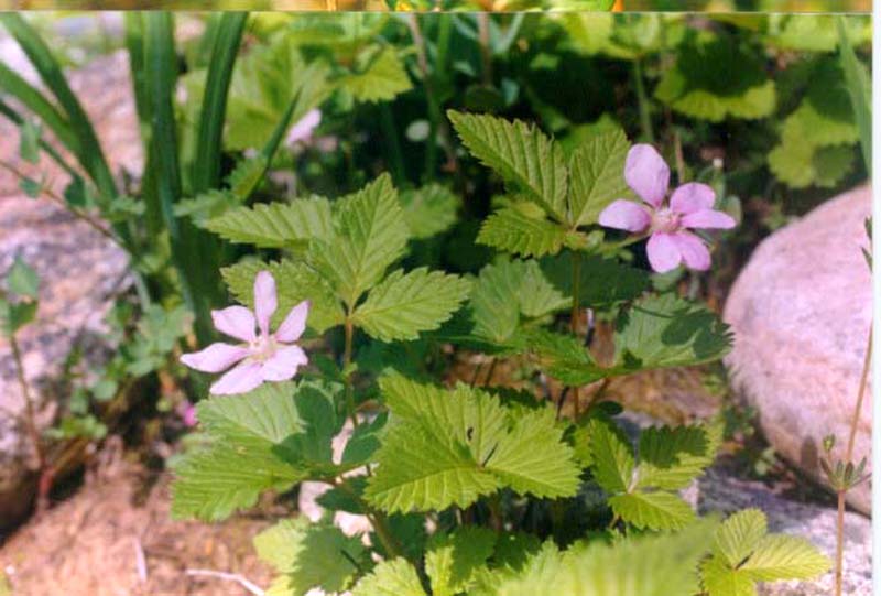 Image of Rubus arcticus specimen.