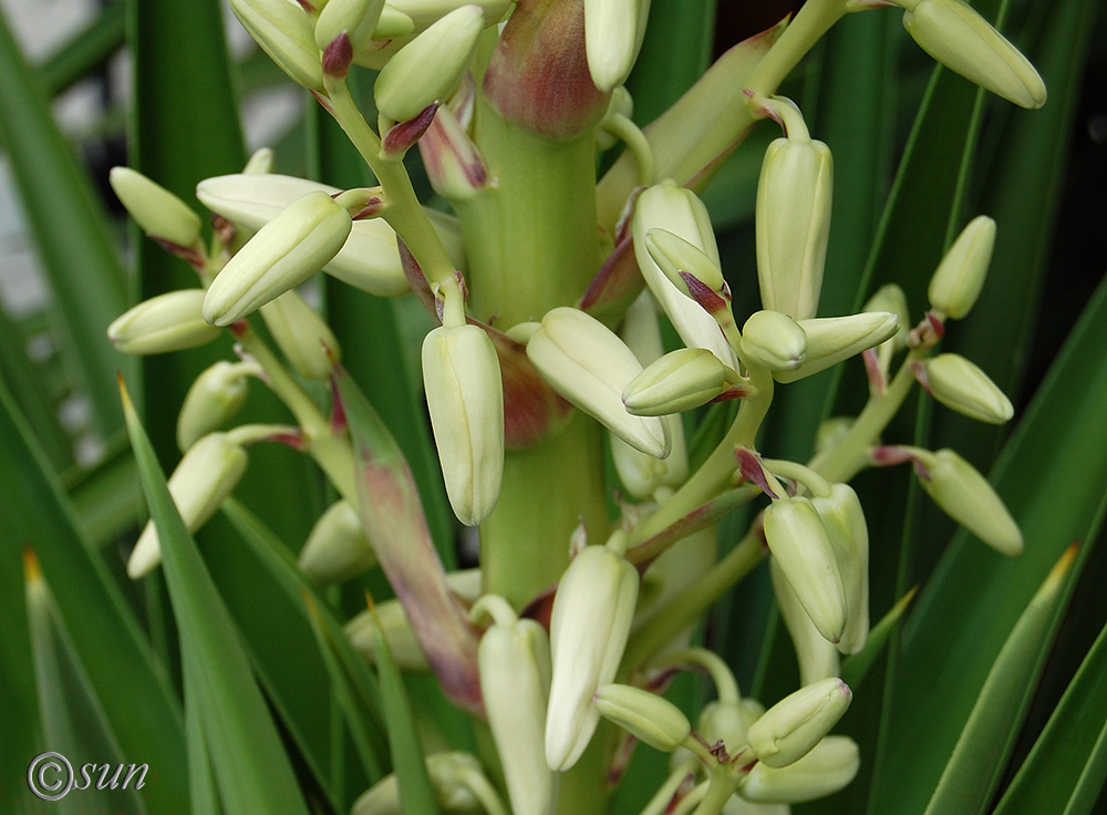 Изображение особи Yucca treculeana.