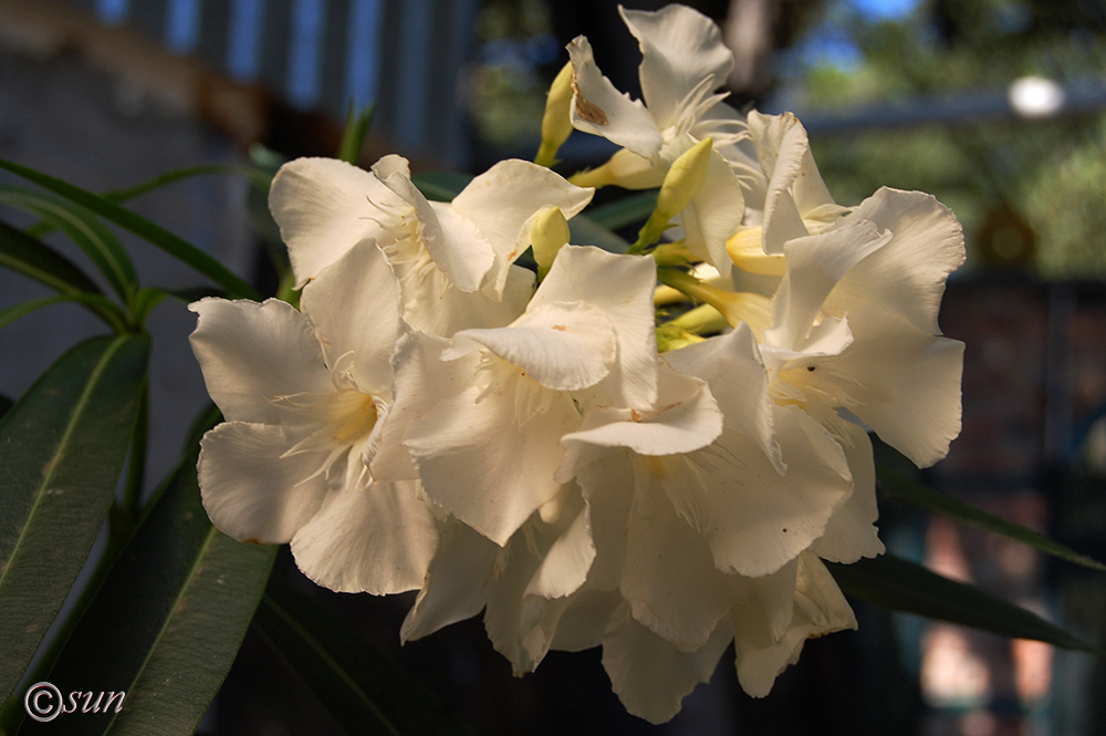 Image of Nerium oleander specimen.