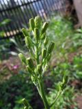 Crepis praemorsa