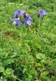 Aquilegia olympica. Цветущее растение. Карачаево-Черкесия, окр. пос. Архыз, хребет Абишира-Ахуба, ≈ 1700 м н.у.м., субальпийский луг у верхней границы леса. 15.06.2015.