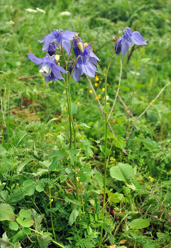 Изображение особи Aquilegia olympica.