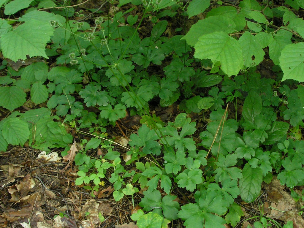 Image of Sanicula europaea specimen.