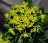 Euphorbia cyparissias