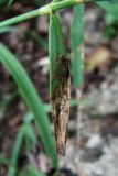 Dianthus caucaseus