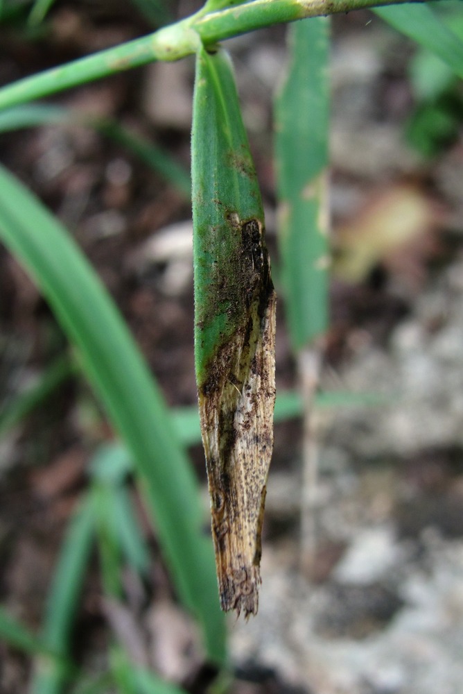 Image of Dianthus caucaseus specimen.