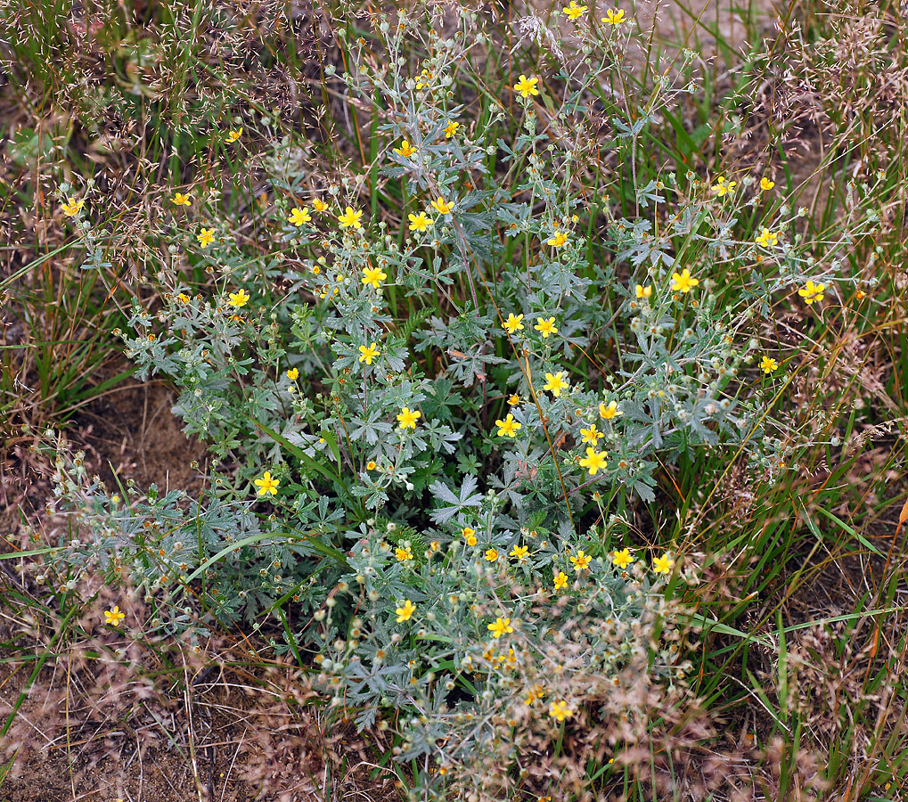 Изображение особи Potentilla argentea.