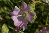 Malva thuringiaca