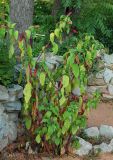 Phytolacca americana