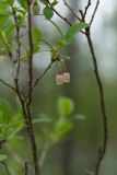 Vaccinium uliginosum