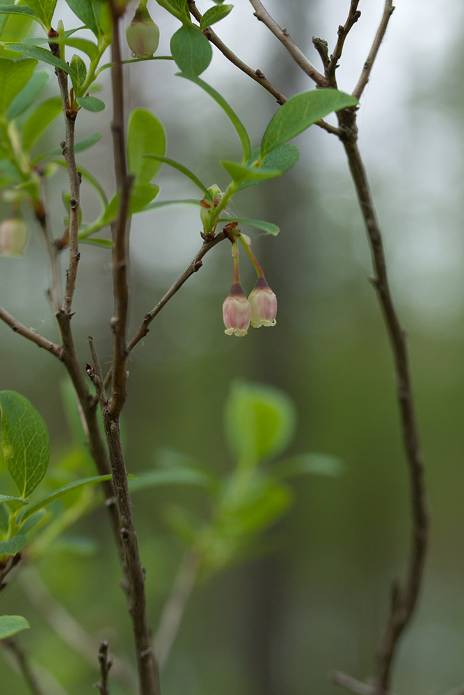 Image of Vaccinium uliginosum specimen.