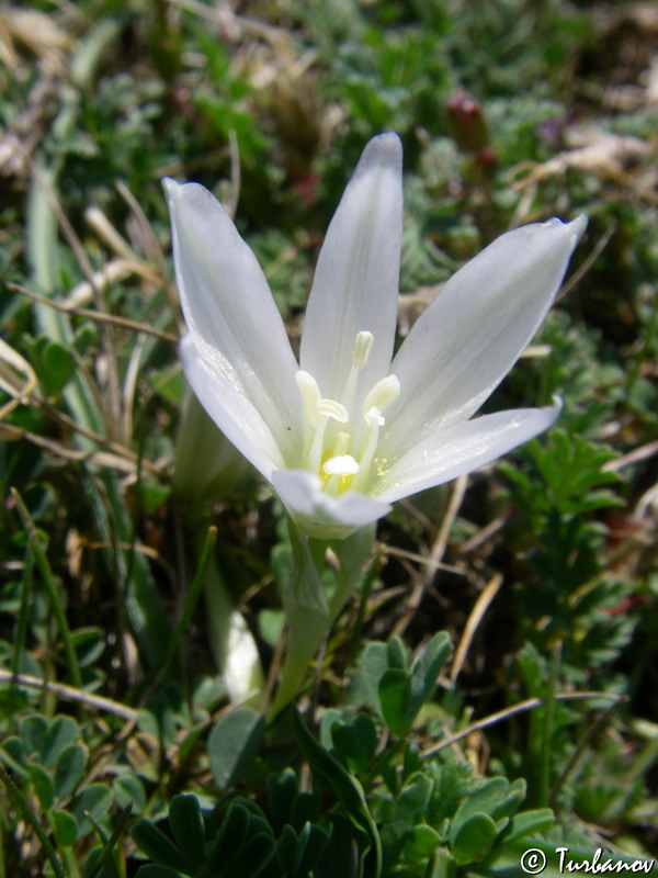 Изображение особи Ornithogalum refractum.