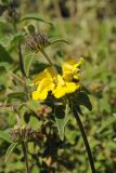 Phlomis fruticosa. Верхушка побега с соцветием. США, Калифорния, Сан-Франциско, ботанический сад. 28.02.2014.