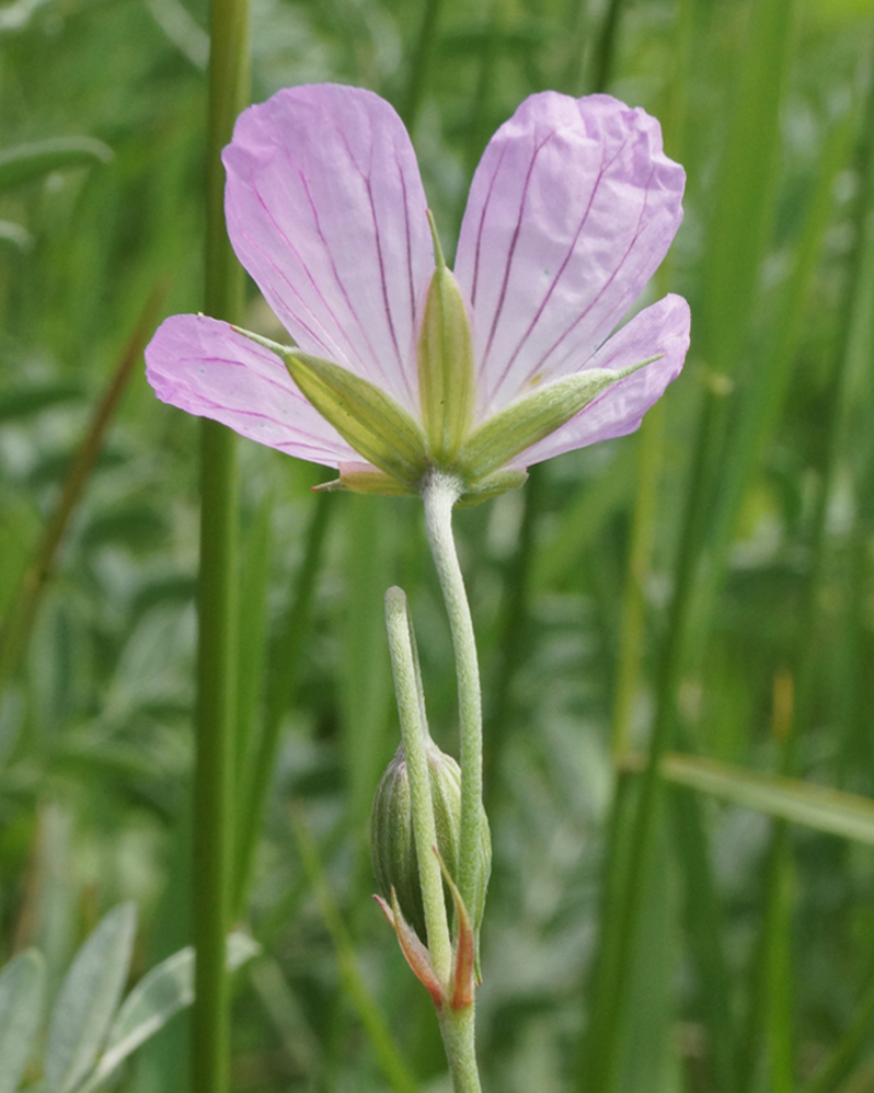 Image of Geranium collinum specimen.