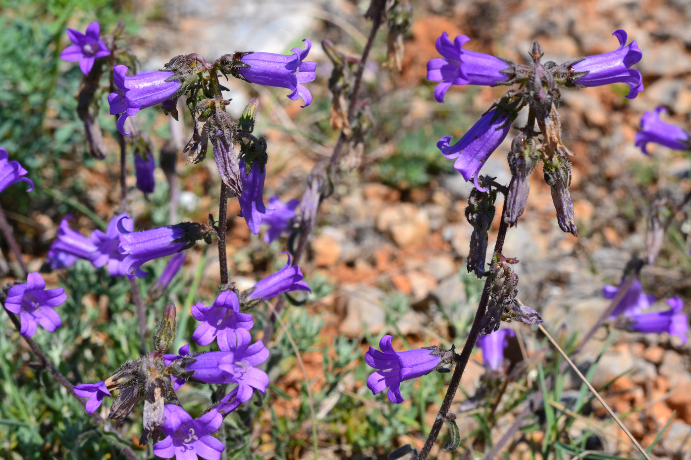 Image of Campanula taurica specimen.