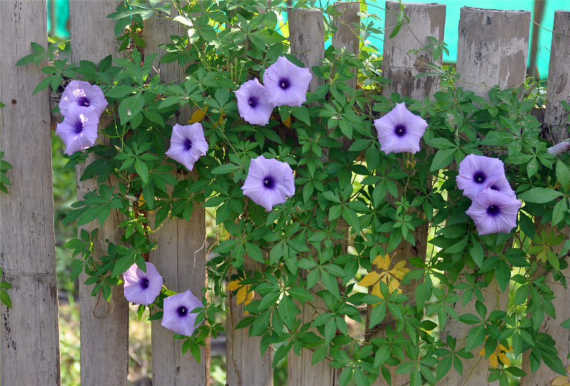 Image of Ipomoea cairica specimen.