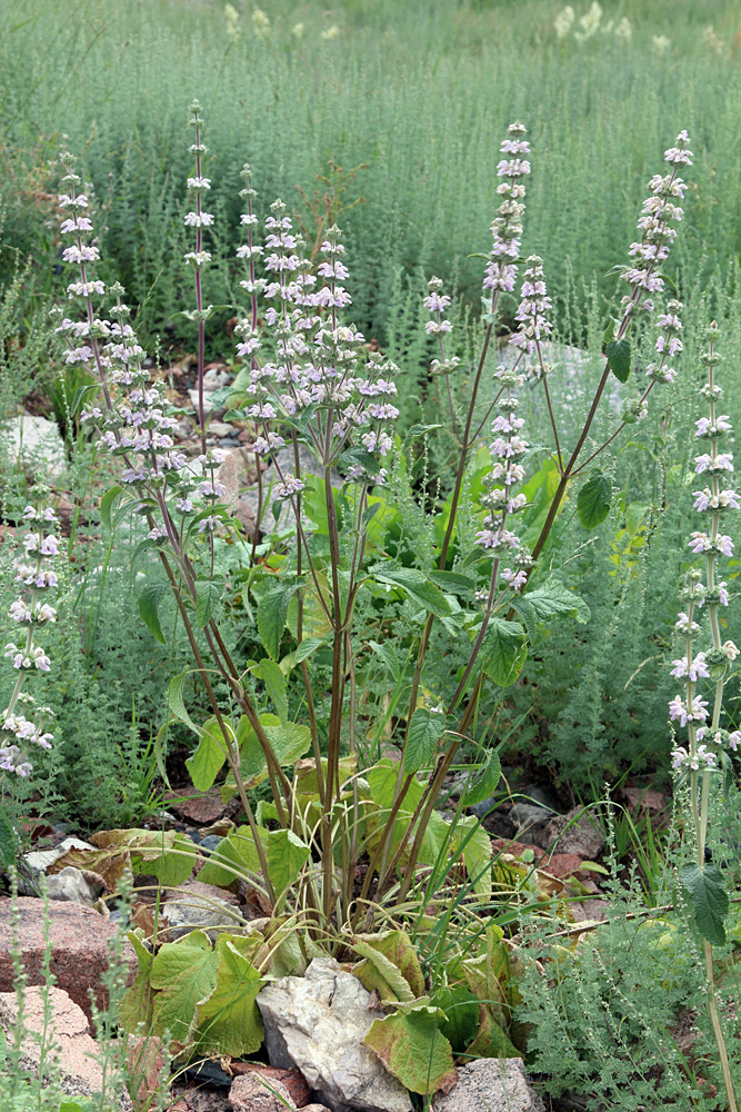 Изображение особи Phlomoides ostrowskiana.