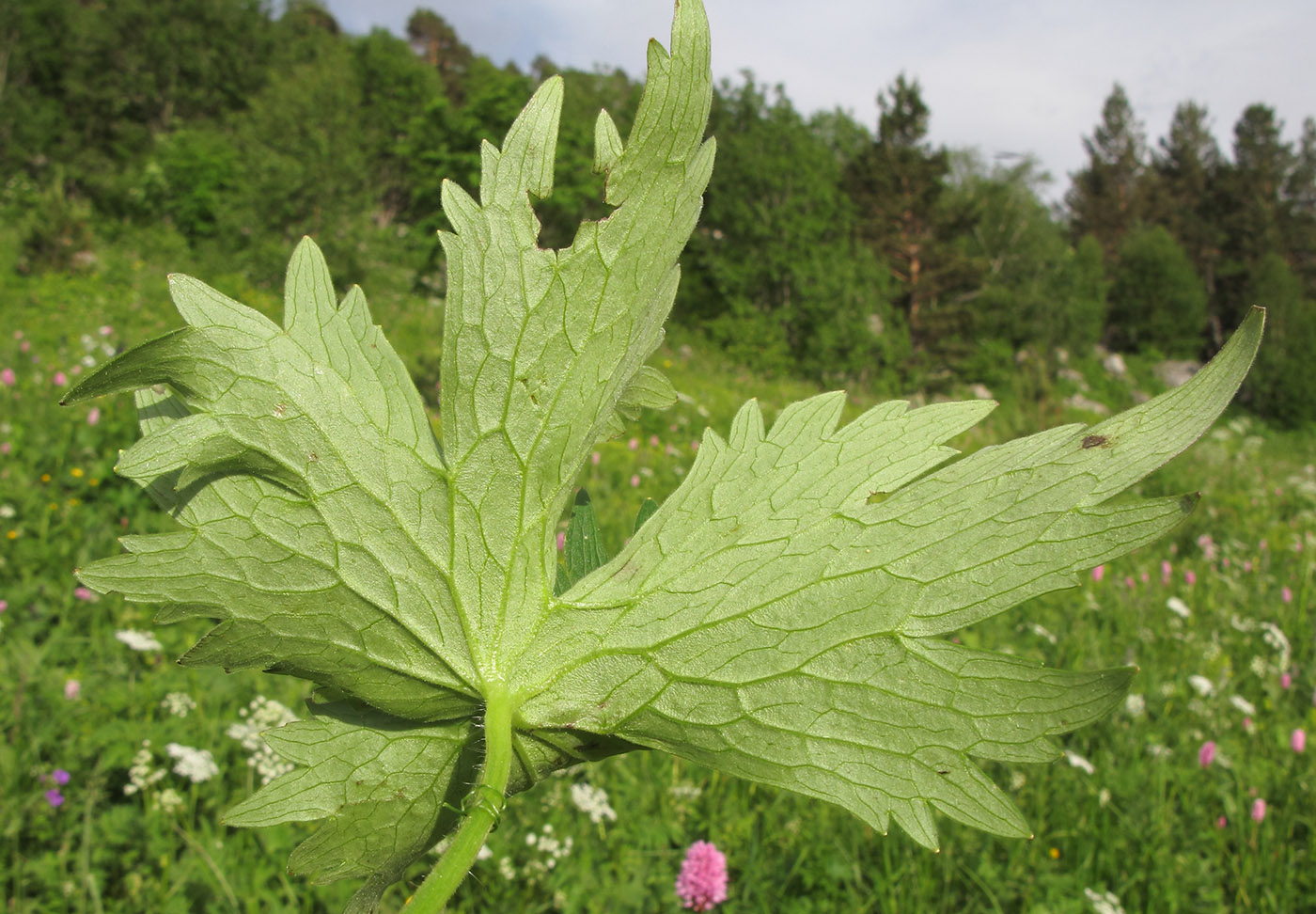 Image of Delphinium flexuosum specimen.