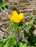 Pulsatilla aurea. Верхушка цветущего растения. Карачаево-Черкесия, окр. пос. Архыз, долина р. София, ≈ 2000 м н.у.м., поляна вблизи ледника. 18.06.2015.