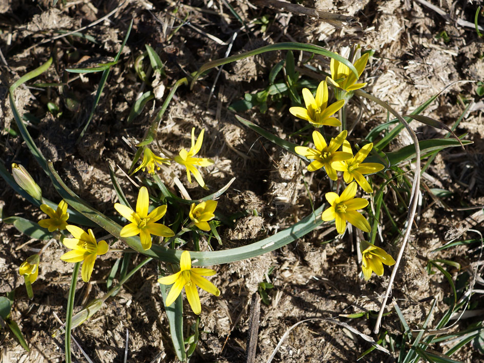 Image of genus Gagea specimen.