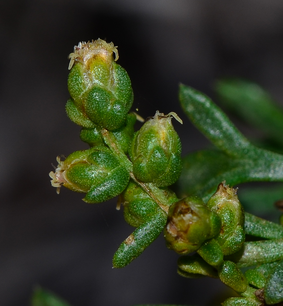 Изображение особи Artemisia monosperma.