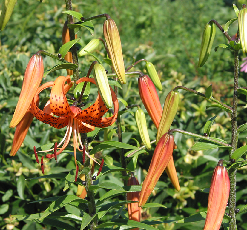 Изображение особи Lilium lancifolium.