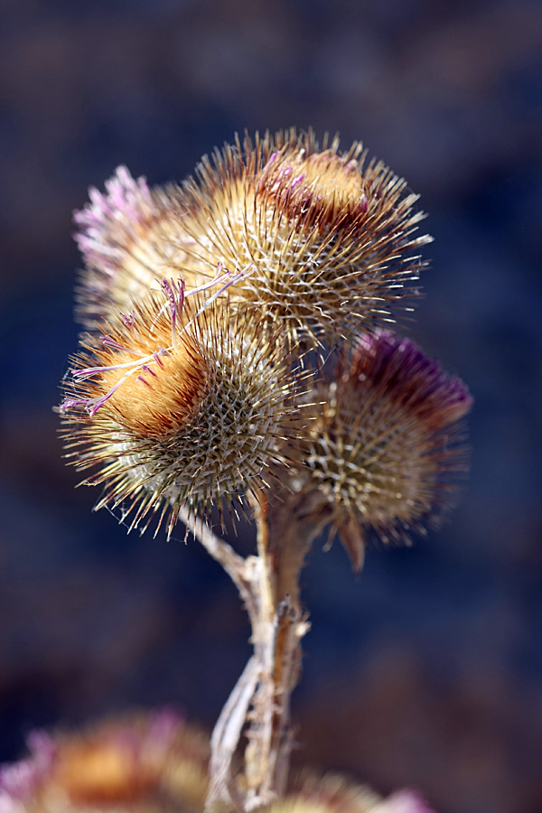 Image of Cousinia sewerzowii specimen.