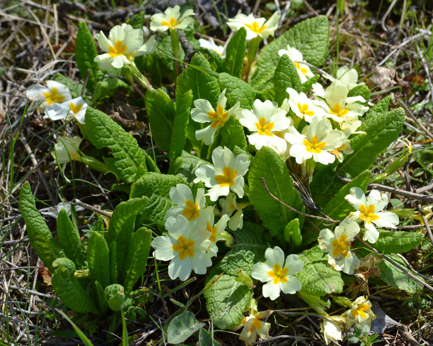 Image of Primula vulgaris specimen.