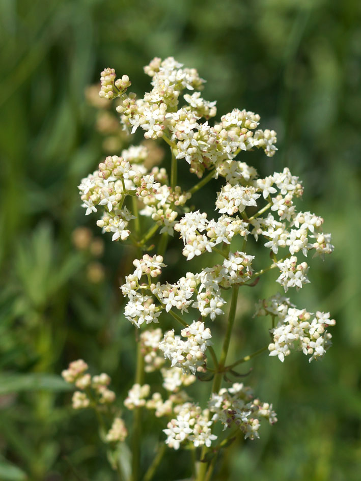 Изображение особи Galium turkestanicum.