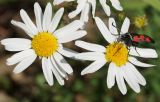 Image of taxon representative. Author is Тамара Риб