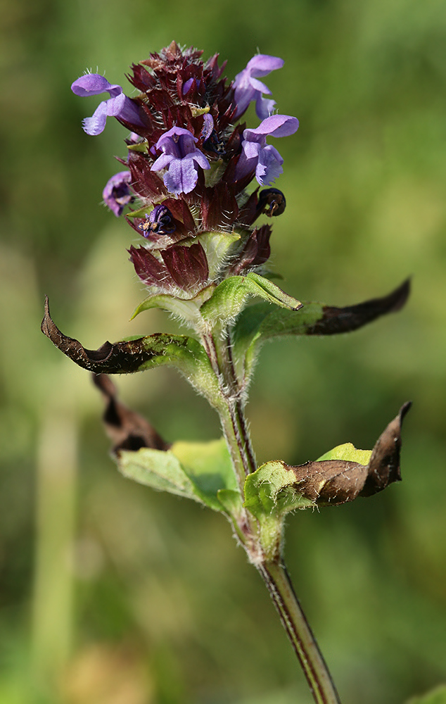 Изображение особи Prunella vulgaris.