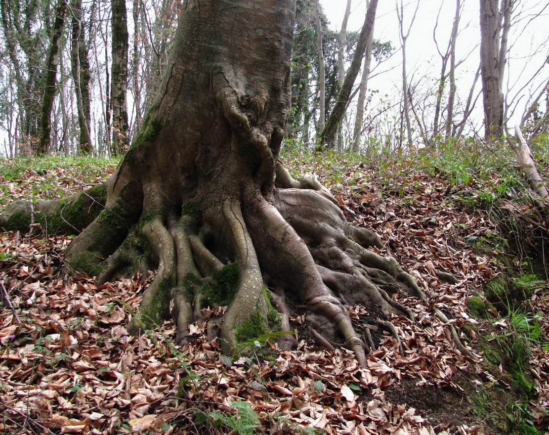 Image of Fagus orientalis specimen.