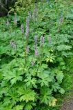 Aconitum septentrionale