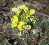 Erysimum flavum