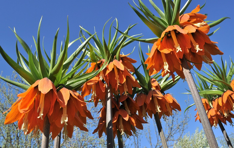 Image of Fritillaria imperialis specimen.
