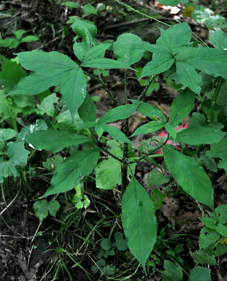 Изображение особи Arisaema peninsulae.