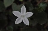 familia Rubiaceae. Цветок. Южный Китай, Гуандун, геопарк Дансия (Шаогуань). 25 февраля 2016 г.