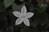 семейство Rubiaceae. Цветок. Южный Китай, Гуандун, геопарк Дансия (Шаогуань). 25 февраля 2016 г.