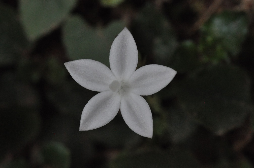 Изображение особи семейство Rubiaceae.