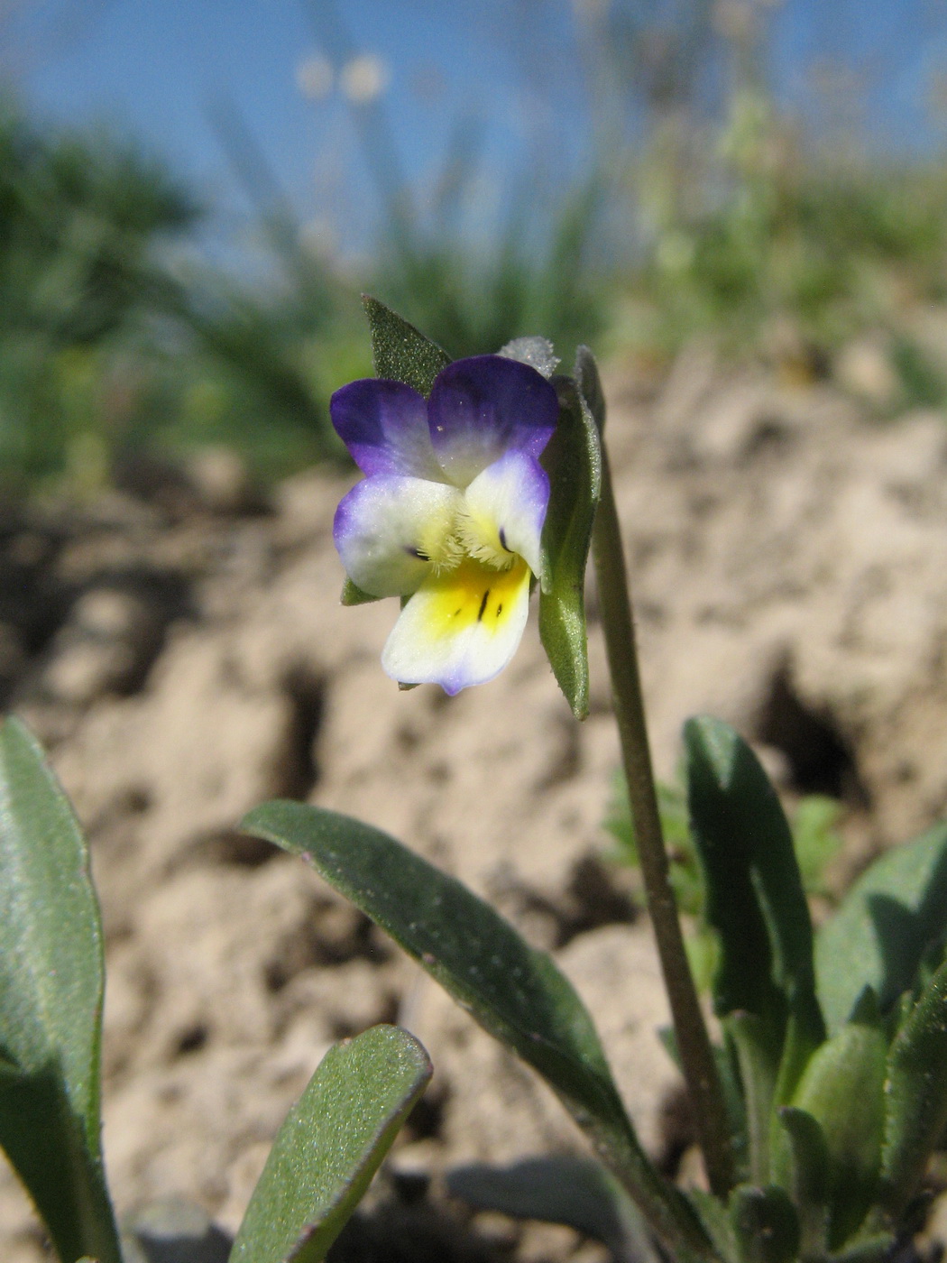 Изображение особи Viola modestula.