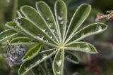 Lupinus pilosus