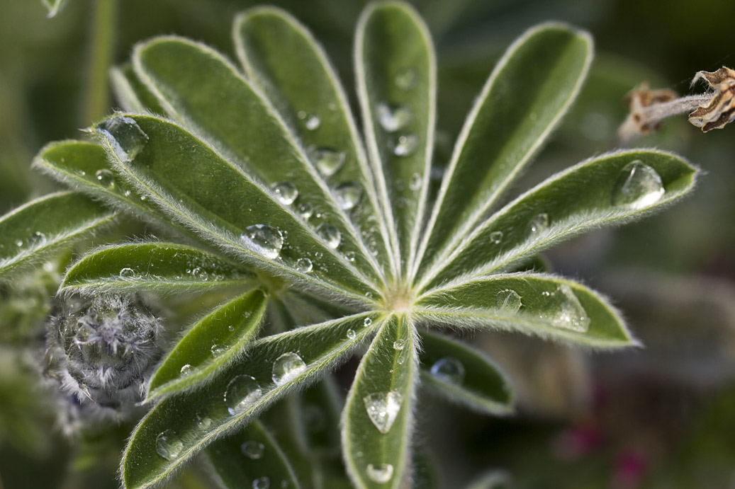 Изображение особи Lupinus pilosus.