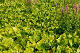 Calla palustris