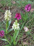 Dactylorhiza sambucina